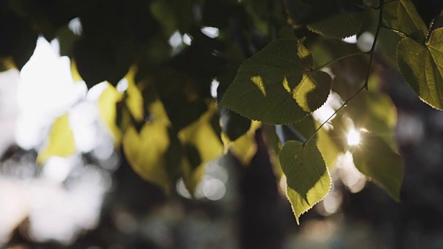 阳光透过树叶照射进来视频素材