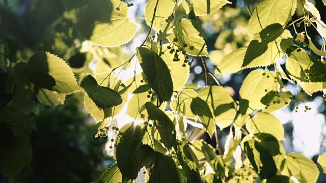 阳光透过树叶照射进来视频素材