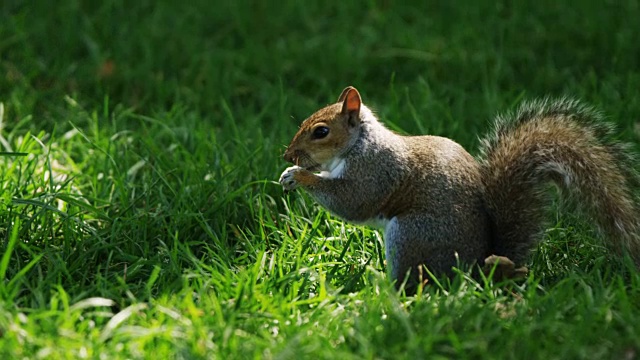 松鼠在公园里吃水果视频素材