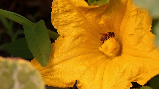 蜜蜂在南瓜花上采集花粉视频素材