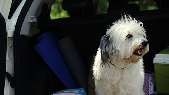 汽车后备箱里的宠物狗视频素材