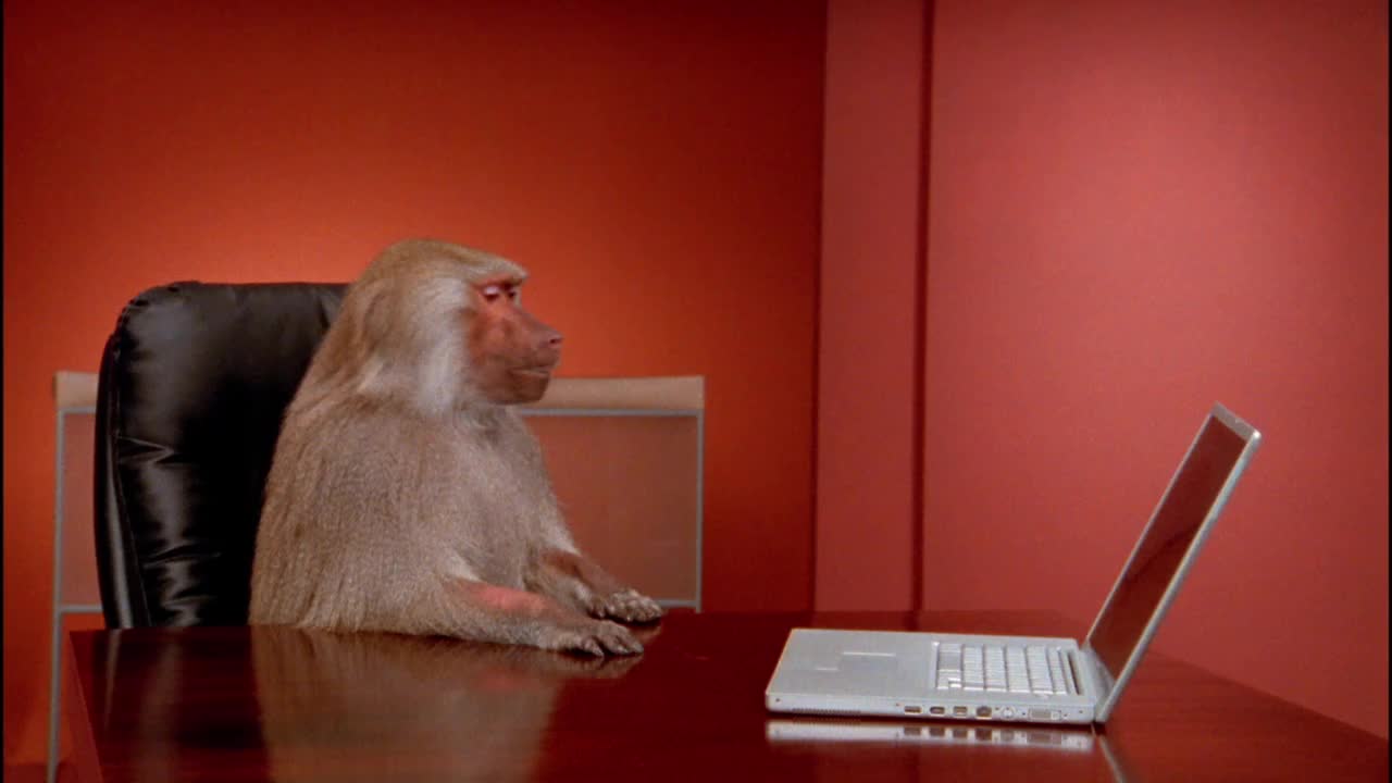 (中景)狒狒把笔记本电脑拉近自己/把它从桌子上推下来视频素材