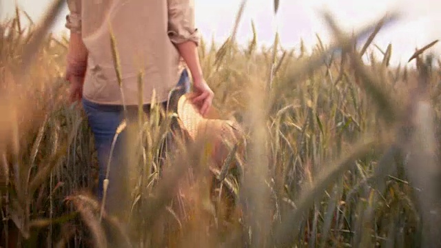Female farmer walking among crops of wheat in a field视频素材