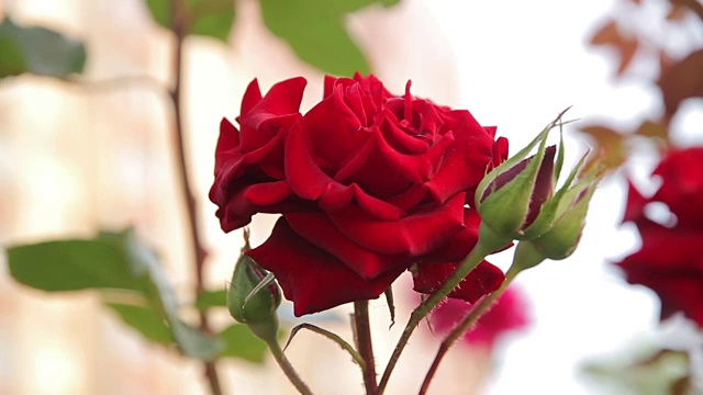 花坛上含苞欲放的红玫瑰/跟踪拍摄视频素材
