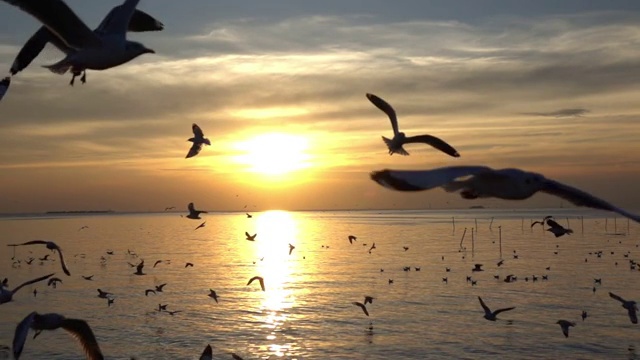 鸟在日落天空飞翔，慢镜头拍摄视频素材