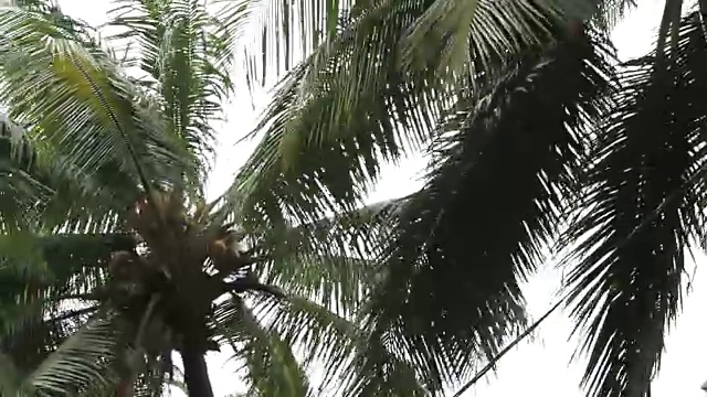 椰子树头在风中摇曳视频下载