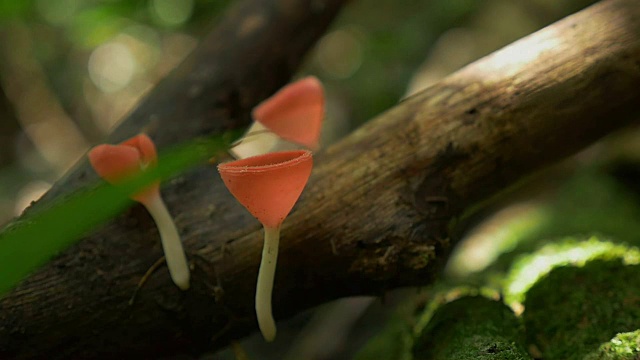 Cookeina Speciosa，热带雨林中的香槟蘑菇或粉红杯菇。视频下载