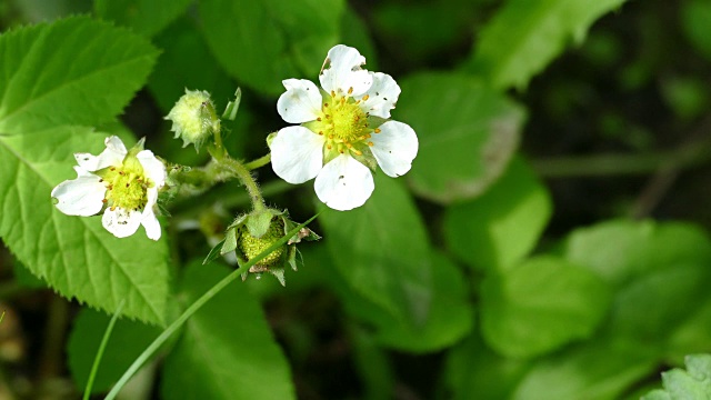 绿色丛中有白色的草莓花视频素材