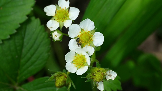 绿色丛中有白色的草莓花视频素材