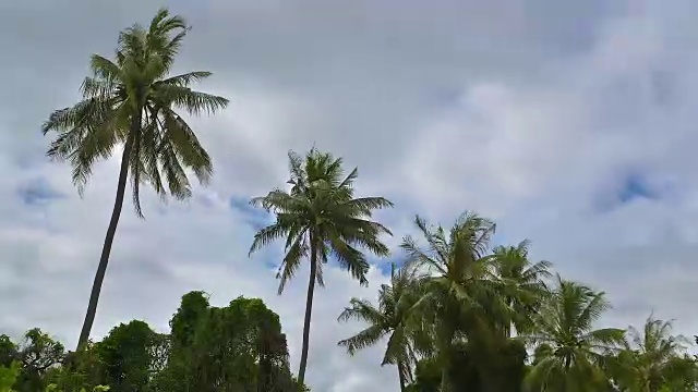 泰国雨季暴风雨来临前，强风摇动着椰子树。视频下载