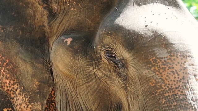 近距离拍摄的亚洲印度象。美丽的生物在移动眨眼睛，动耳朵视频素材