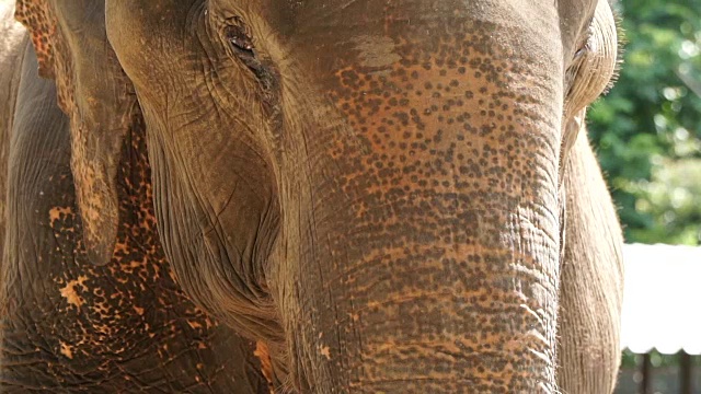 近距离拍摄的亚洲印度象。美丽的生物在移动眨眼睛，动耳朵视频素材