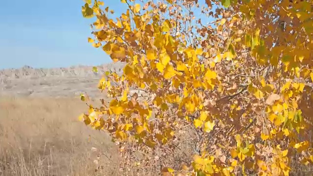 特写:在Badlands国家公园，黄叶在秋风中飘动视频素材