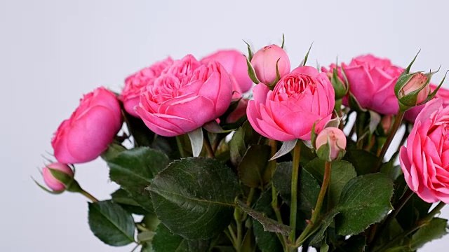 特写，鲜花，花束，旋转在白色的背景，花卉组成由粉红色的玫瑰ion形视频素材