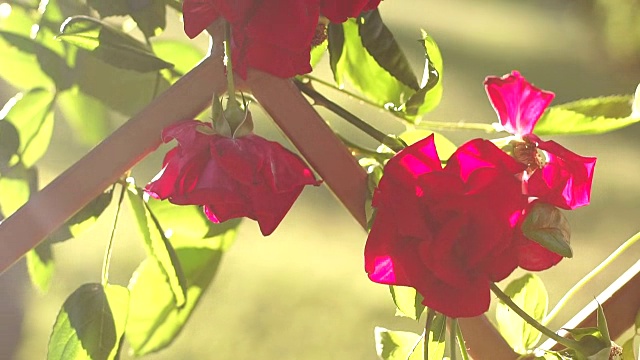 装饰篱笆上的红玫瑰特写。视频下载