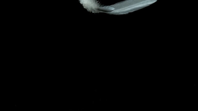 白色羽毛落在黑色背景，诺曼底，慢镜头4K视频素材