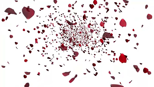红色七彩花瓣玫瑰飞舞在白色的背景上，爱情和情人节视频素材