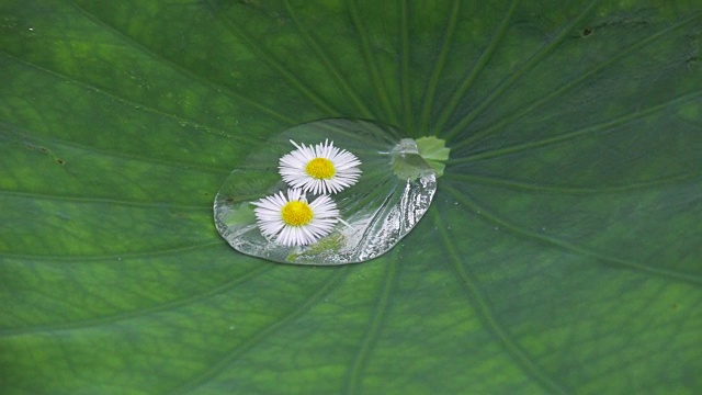 微观世界——荷叶上水滴中的小花视频素材