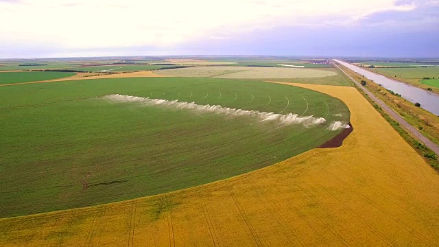 工业农业。航拍录像:欧洲夏季生菜田的灌溉。灌溉、灌溉麦田。视频素材