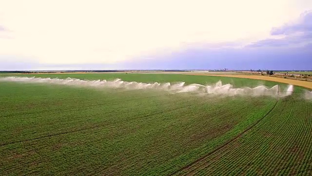 工业农业。航拍录像:欧洲夏季生菜田的灌溉。灌溉、灌溉麦田。视频素材