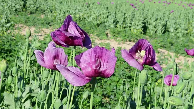 罂粟田的景色。紫罂粟。风中飘动的罂粟。特写镜头视频素材