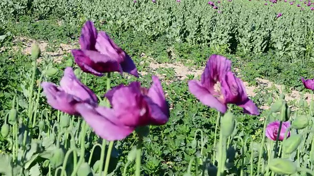 罂粟田的景色。紫罂粟。风中摇曳的罂粟花。特写镜头。音频视频剪辑视频素材