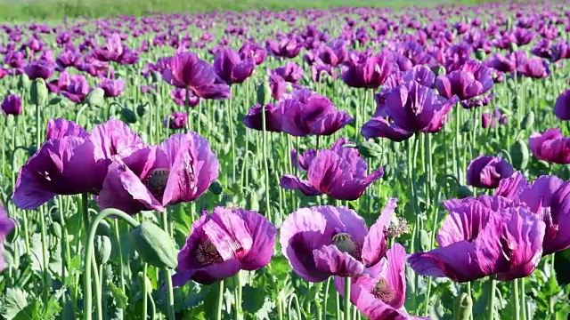 罂粟田的景色。紫罂粟。全景。特写镜头视频素材