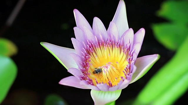 蜜蜂从一朵花上采花粉，粉红紫睡莲，荷花盛开，宏近。视频下载