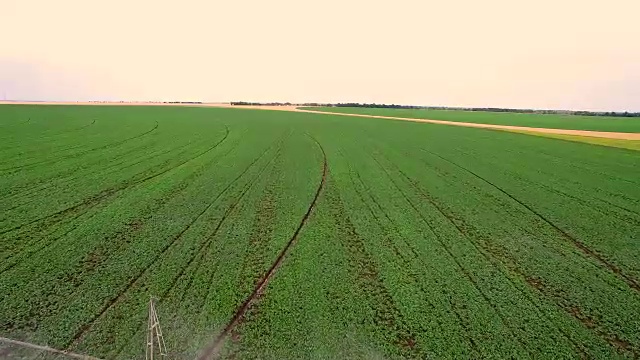 鸟瞰图。系统拼接灌溉麦田麦田，从上往下看。工业农业。视频下载