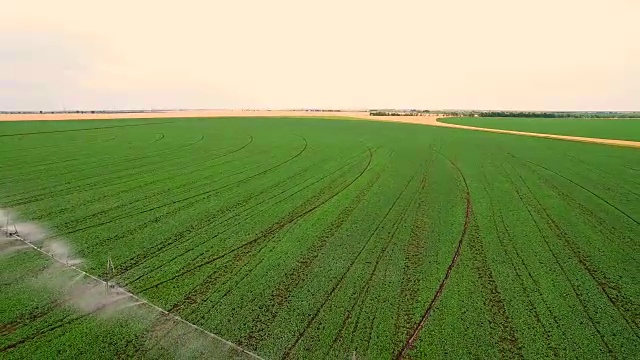 鸟瞰图。系统拼接灌溉麦田麦田，从上往下看。工业农业。视频素材