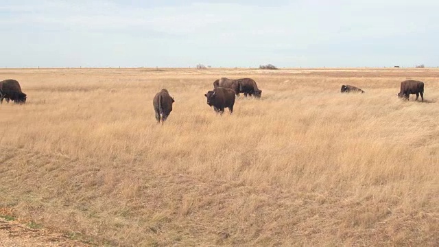 近距离观察:一群大水牛在一个阳光明媚的大草原上放牧视频下载