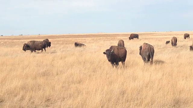 近距离观察:一群野牛在阳光灿烂的日子里在干燥的草原上吃草视频下载