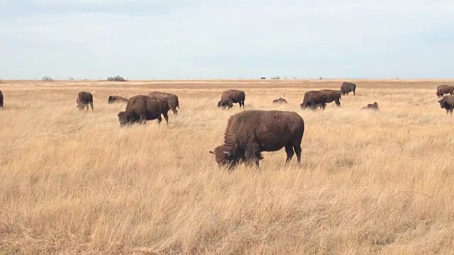 特写:一群水牛公牛在一个晴朗的日子里在一个干燥的草原上吃草视频下载