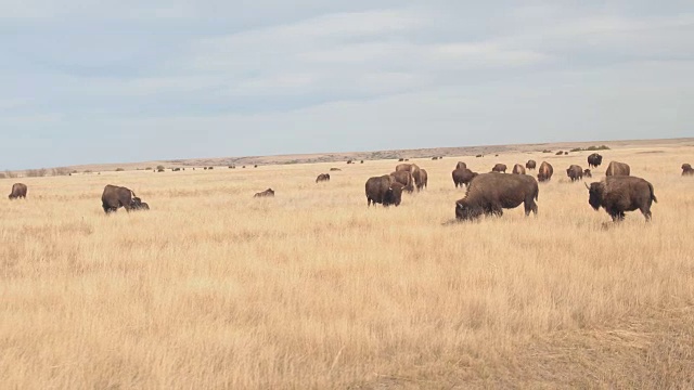 近距离观察:一群野牛在一个阳光明媚的日子里在干燥的草原上吃草视频下载