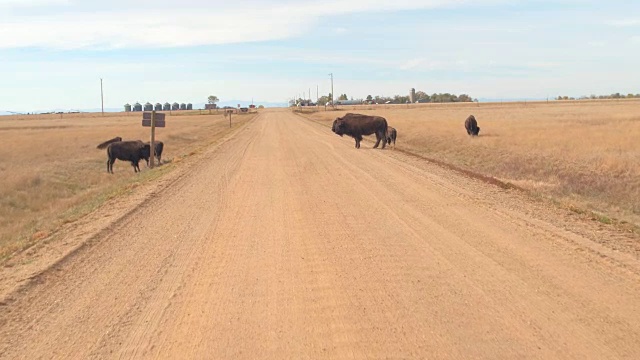 在阳光明媚的大草原上的土路上吃着干草的野牛视频下载