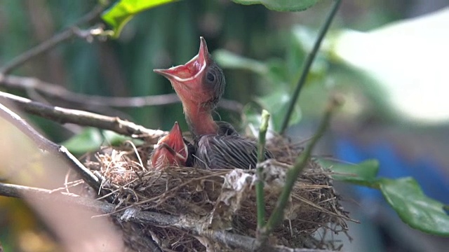 这只鸟喂鸟宝宝视频下载
