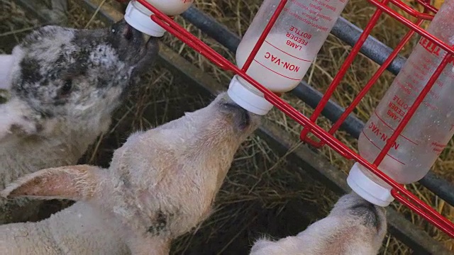 小羊羔在农场谷仓里喝瓶装牛奶视频素材