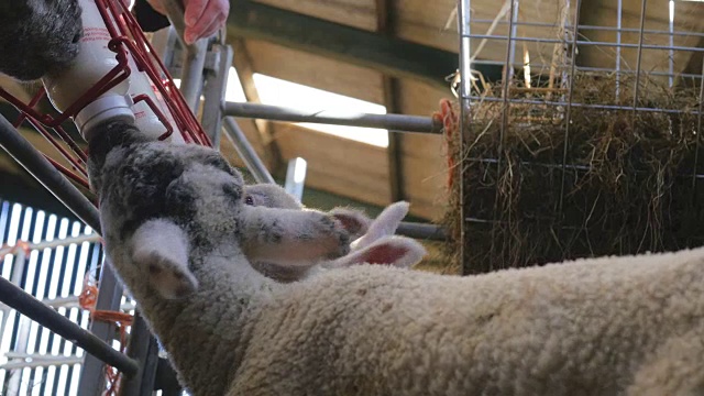 小羊羔在农场谷仓里喝瓶装牛奶视频素材