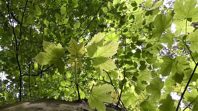 绿叶-枫树视频素材