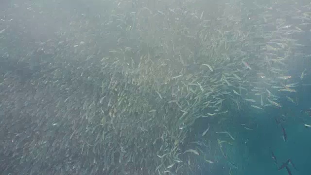 蓝水上的沙丁鱼视频素材