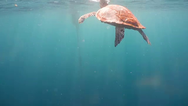 水下海龟视频下载
