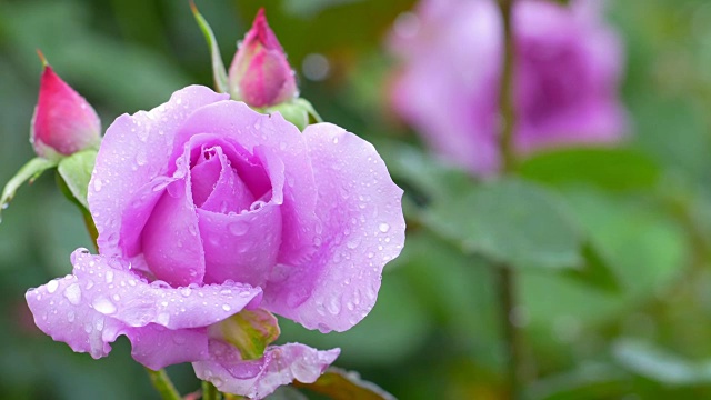 美丽的粉红色玫瑰与下落的雨滴。视频素材