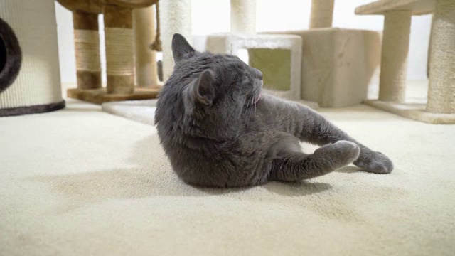 灰色的家猫在他温暖舒适的新家享受。视频素材