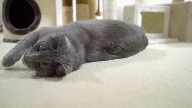 灰猫在他温暖舒适的新家躺在柔软的地毯上视频素材