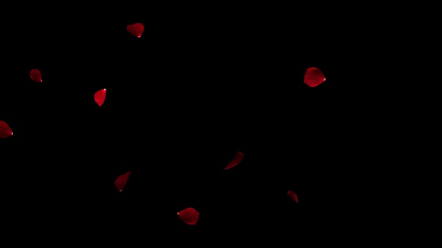 红色七彩花瓣玫瑰飞舞在黑色背景上的动画，爱情和情人节视频素材