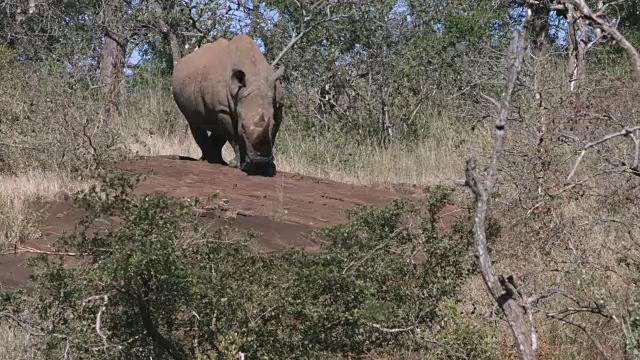 白犀牛站在岩石上四处张望。视频下载