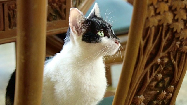 黑脸黄眼的白猫，慢镜头120fps，看起来很无聊很困视频下载