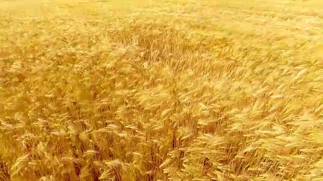 飞过金色的麦田，在美丽的夏日日落。黄色的小麦在微风中摇摆视频下载