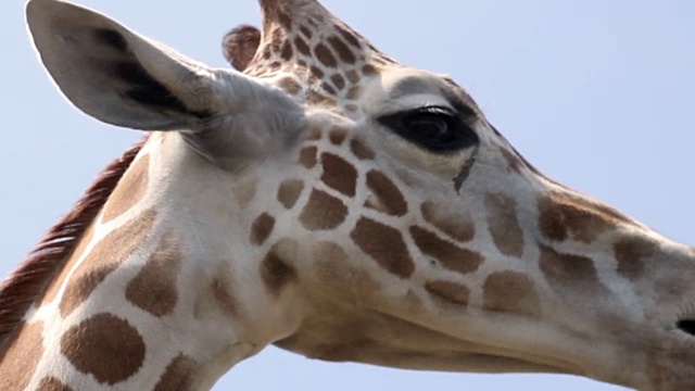 长颈鹿的近距离咀嚼食物在野外在夏天的一天视频下载
