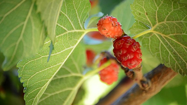 野黑莓挂在树枝上视频下载